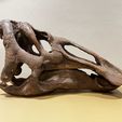 IMG_0999.jpg Edmontosaurus skull - Dinosaur