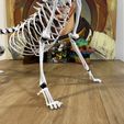 IMG_1735.jpeg Cat Skeleton [Articulated]