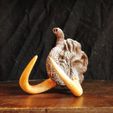 10.jpg Archivo OBJ Busto de mamut・Diseño para descargar y imprimir en 3D