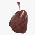 Leftjpg.jpg Human Lungs