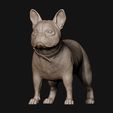 02.jpg French Bulldog model 3D print model