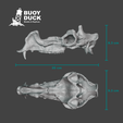 Protoceras-Measurements.png Protoceras celer Skull