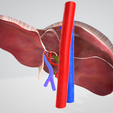 LIVER,-abdominal,-abdomen,-spleen,-pancreas,-pancreatic,-biliary,-hepatic,-artery,-vein,-portal-vein.png 6 PIÈCES Modèle 3D réaliste du foie humain - avec système biliaire, veines portales, veines et artères hépatiques, ligaments du foie