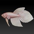 z5494467357476_48b12f1b616928cfdf67b343da38fe20.jpg Betta Fish Veiltail - Ready For 3D Printing