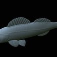 Zander-statue-37.png fish zander / pikeperch / Sander lucioperca statue detailed texture for 3d printing