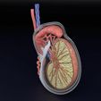 testis-anatomy-histology-3d-model-blend-77.jpg testis anatomy histology 3D model