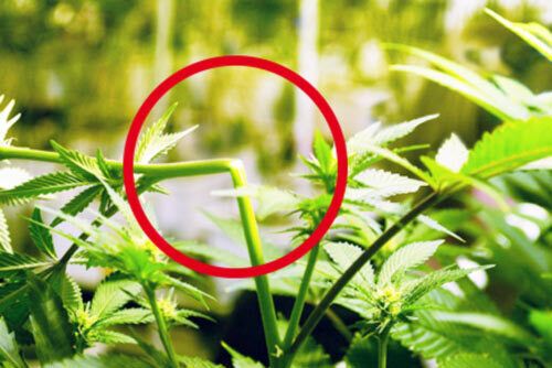 super-cropping.jpg Lst - Tutor - Обрезка