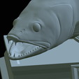 zander-statue-4-mouth-open-51.png fish zander / pikeperch / Sander lucioperca open mouth statue detailed texture for 3d printing