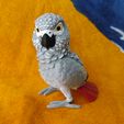 IMG_20240204_153644102_MP.jpg African Grey Parrot