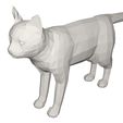 10000.jpg Cat