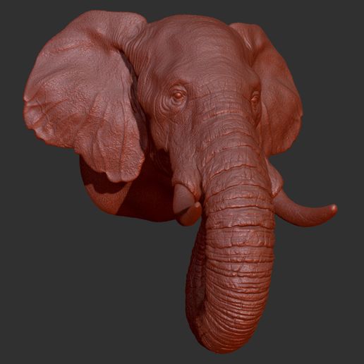 42.jpg Descargar archivo OBJ Cabeza de elefante • Plan para imprimir en 3D, guninnik81