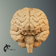 8.png Brain Anatomy STL for Education