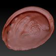 abalone-zbrush-02.jpg Abalone Shell for 3D Print