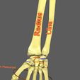 limbs-with-girdle-bones-name-parts-text-labelled-3d-model-cc7aa84d24.jpg Limbs With Girdle bones name parts text labelled 3D model