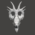 styraco cranium1234.jpg Styracosaurus dinosaur skull