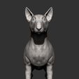 bull-terrier8.jpg bull terrier 3D print model