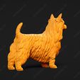 654-Australian_Terrier_Pose_01.jpg Australian Terrier Dog 3D Print Model Pose 01