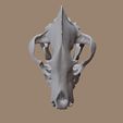 Hyena_skull-(3).jpg Hyena Skull based on CT Scan data by Marco Valenzuela
