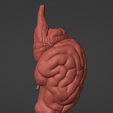 12.png 3D Model of Canine Brain with Arteries