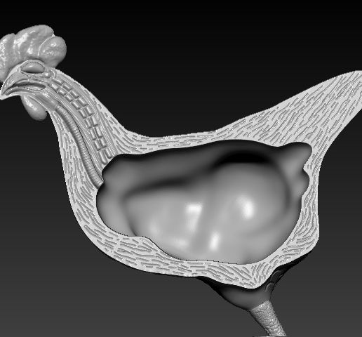 WhatsApp-Image-2024-10-19-at-14.07.31-1.jpeg Анатомия курицы