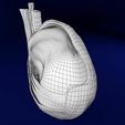 testis-anatomy-histology-3d-model-blend-5.jpg testis anatomy histology 3D model