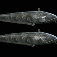 Catfish-Europe-14.png FISH WELS CATFISH / SILURUS GLANIS solo model detailed texture for 3d printing