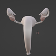72.PNG.ec5a2878b1153c41e48d1f253f6747da.png 3D Model of Female Reproductive System