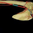 ps3.jpg Upper limb arteries axilla arm forearm 3D model