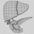 hepato-biliary-tract-pancreas-gallbladder-3d-model-blend-16.jpg Hepato biliary tract pancreas gallbladder 3D model