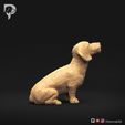 Dachshund-Miniature-Wire-Haired-Pose-05-Dog-3D-Print-3s.jpeg Dachshund Miniature Wire Haired Pose 05