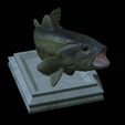 Bass-stocenej-17.png fish bass trophy statue detailed texture for 3d printing