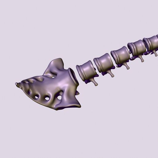 08.jpg printable spine divided into vertebrae