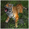 portada2k.png TIGER DOWNLOAD Bengal TIGER 3d model animated for blender-fbx-unity-maya-unreal-c4d-3ds max - 3D printing TIGER CAT CAT