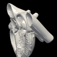 4.png 3D Model of Heart (apical 3 chamber plane)