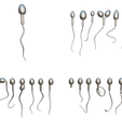 Matcap1.png Sperm Morphology: Normal and Abnormal