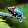 NosyBe2.jpg Panther chameleon - (Furcifer pardalis NosyBe) -3D print file-with full-size texture high-polygon