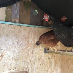 IMG_5608.JPG Chicken Coop Perch - Support perchoir pour poulailler