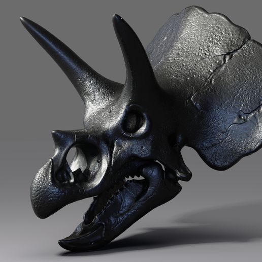 Triceratops Skull Render (1).jpg Triceratops Skull