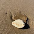 IMG_7130.jpg Cowrie (Cypraea Tigris) - sea conch