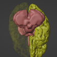 5.png 3D Model of Brain