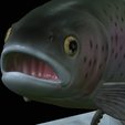 Rainbow-trout-trophy-open-mouth-1-26.png fish rainbow trout / Oncorhynchus mykiss trophy statue detailed texture for 3d printing