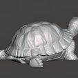 Turtle-Figurine-Pic-4.jpg Turtle Figurine