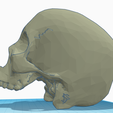 L-Side.PNG Halo Cowbell Skull