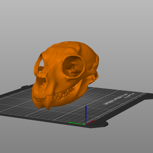 skull hide - 3D model önizlemesi