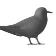 Common-tern5.png Common tern