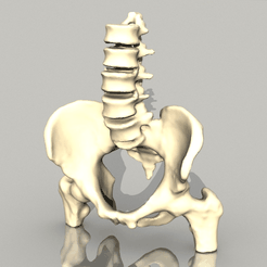 Capture d’écran 2018-05-14 à 14.24.16.png Бесплатный STL файл The Pelvis・Дизайн 3D принтера для загрузки
