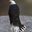02.jpg Eagle Eagle - DOWNLOAD Eagle 3d Model - Animated for Blender-Fbx-Unity-Maya-Unreal-C4d-3ds Max - 3D Printing Eagle Eagle BIRD - DINOSAUR - POKÉMON - PREDATOR - SKY - MONSTER