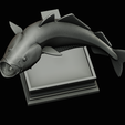 coalfish-open-mouth-statue-box-59.png COALFISH / POLLACHIUS VIRENS trophy with storage space for 3d printing