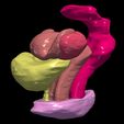 2.jpg 3D Model of Pelvis Organs
