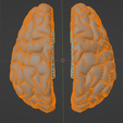 18.png 3D Model of Brain with Cerebellum and Brain Stem